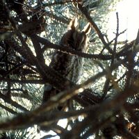 Hibou moyen-duc. Cliquer pour agrandir l'image.
