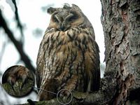 Hibou moyen-duc. Cliquer pour agrandir l'image.