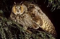 Hibou moyen-duc. Cliquer pour agrandir l'image.