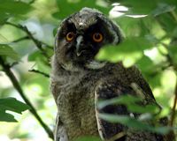 Hibou moyen-duc. Cliquer pour agrandir l'image.