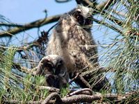 Hibou moyen-duc. Cliquer pour agrandir l'image.