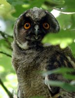 Hibou moyen-duc. Cliquer pour agrandir l'image.