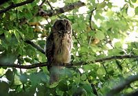 Hibou moyen-duc. Cliquer pour agrandir l'image.