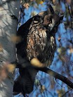 Hibou moyen-duc. Cliquer pour agrandir l'image.