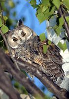 Hibou moyen-duc. Cliquer pour agrandir l'image.