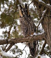 Hibou moyen-duc. Cliquer pour agrandir l'image.