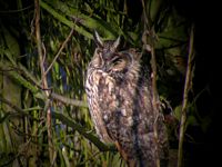 Hibou moyen-duc. Cliquer pour agrandir l'image.