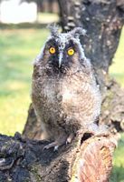 Hibou moyen-duc. Cliquer pour agrandir l'image.