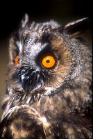 Hibou moyen-duc. Cliquer pour agrandir l'image.