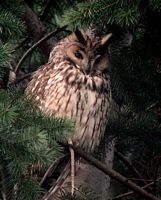 Hibou moyen-duc. Cliquer pour agrandir l'image.