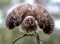 Hibou moyen-duc. Cliquer pour agrandir l'image.