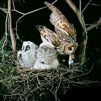 Hibou moyen-duc. Nourrissage. Cliquer pour agrandir l'image.