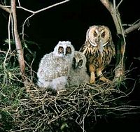 Hibou moyen-duc. Nourrissage. Cliquer pour agrandir l'image.