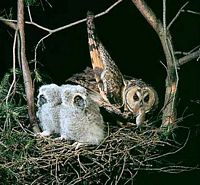 Hibou moyen-duc. Nourrissage. Cliquer pour agrandir l'image.