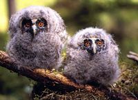 Hibou moyen-duc. Juvénile. Cliquer pour agrandir l'image.