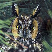 Hibou moyen-duc. Cliquer pour agrandir l'image.