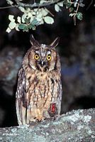 Hibou moyen-duc. Cliquer pour agrandir l'image.