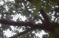 Hibou moyen-duc. Cliquer pour agrandir l'image.