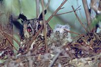 Hibou moyen-duc. Au nid. Cliquer pour agrandir l'image.