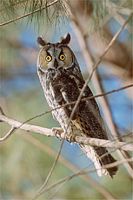 Hibou moyen-duc. Cliquer pour agrandir l'image.