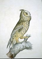 Hibou moyen-duc. Dessin. Cliquer pour agrandir l'image.