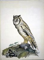 Hibou moyen-duc. Aquarelle. Cliquer pour agrandir l'image.