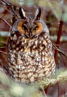 Hibou moyen-duc. Cliquer pour agrandir l'image.