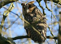 Hibou moyen-duc. Cliquer pour agrandir l'image.