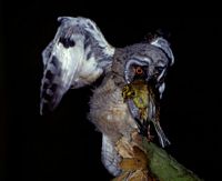 Hibou moyen-duc. Proie. Cliquer pour agrandir l'image.