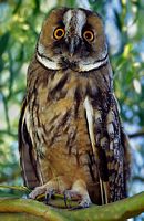 Hibou moyen-duc. Cliquer pour agrandir l'image.