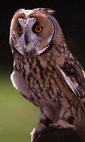 Hibou moyen-duc. Cliquer pour agrandir l'image.
