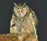 Hibou moyen-duc. Cliquer pour agrandir l'image.