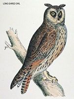 Hibou moyen-duc. Dessin. Cliquer pour agrandir l'image.