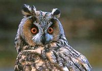 Hibou moyen-duc. Cliquer pour agrandir l'image.