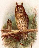 Hibou moyen-duc. Dessin. Cliquer pour agrandir l'image.