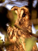 Hibou moyen-duc. Cliquer pour agrandir l'image.