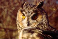 Hibou moyen-duc. Cliquer pour agrandir l'image.