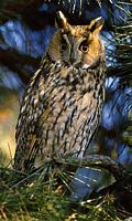 Hibou moyen-duc. Cliquer pour agrandir l'image.