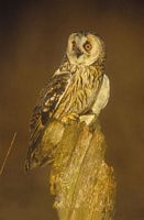 Hibou moyen-duc. Cliquer pour agrandir l'image.