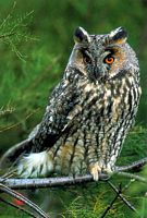 Hibou moyen-duc. Cliquer pour agrandir l'image.