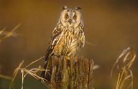 Hibou moyen-duc. Cliquer pour agrandir l'image.