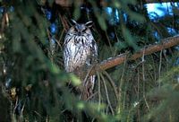 Hibou moyen-duc. Cliquer pour agrandir l'image.