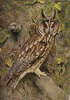 Hibou moyen-duc. Tapisserie. Cliquer pour agrandir l'image.