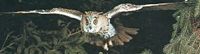 Hibou moyen-duc. Vol. Cliquer pour agrandir l'image.