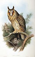 Hibou moyen-duc. Planche Gould. Cliquer pour agrandir l'image.