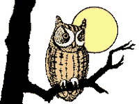 Hibou moyen-duc. Cliquer pour agrandir l'image.