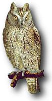 Hibou petit-duc. Cliquer pour agrandir l'image.