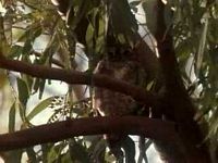 Hibou petit-duc. Cliquer pour agrandir l'image.