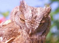 Hibou petit-duc. Cliquer pour agrandir l'image.