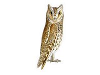 Hibou petit-duc. Adulte brun dessin. Cliquer pour agrandir l'image.
